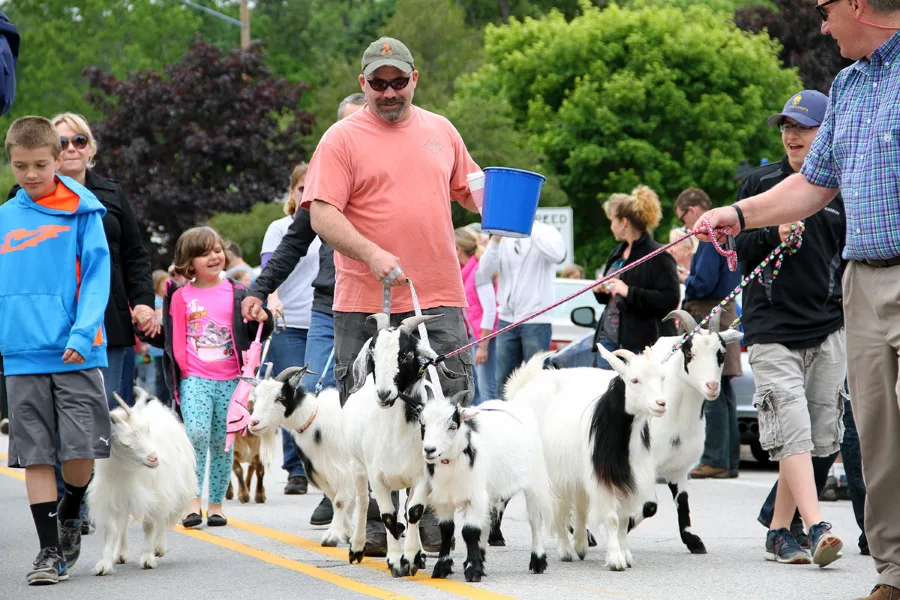 Goat Parade.png