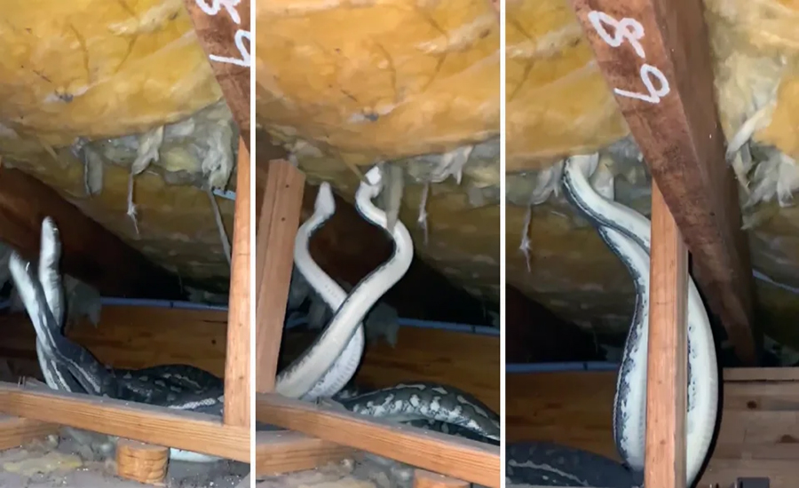 Snakes in the Roof.jpg