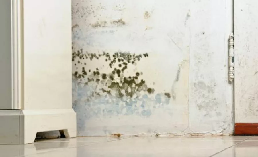 Toxic Mold - TOF.jpg