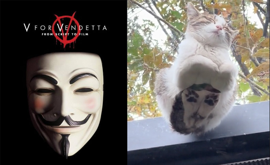 A cat in the "bread loaf" position as caught on video shows its bottom resembling the Guy Fawkes mask popularlized by the "V for Vendetta" graphic novel.