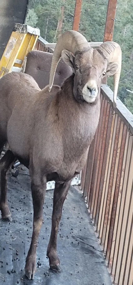 Bighorn sheep made its way from the roof to the deck, where it got trapped until wildlife officials helped rescue it.