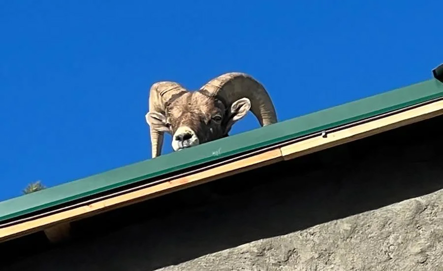 Bighorn Ram Gets Stuck on Roof of Home in Boulder, Colo.