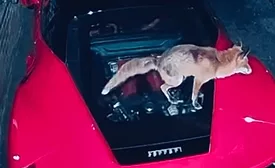 Fox defecates on man’s $260,000 Ferrari.
