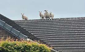 A firefighter in Penrith, England, assists in the rescue of a sheep and three lambs found stranded on a rooftop. Again.