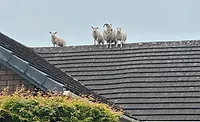 A firefighter in Penrith, England, assists in the rescue of a sheep and three lambs found stranded on a rooftop. Again.
