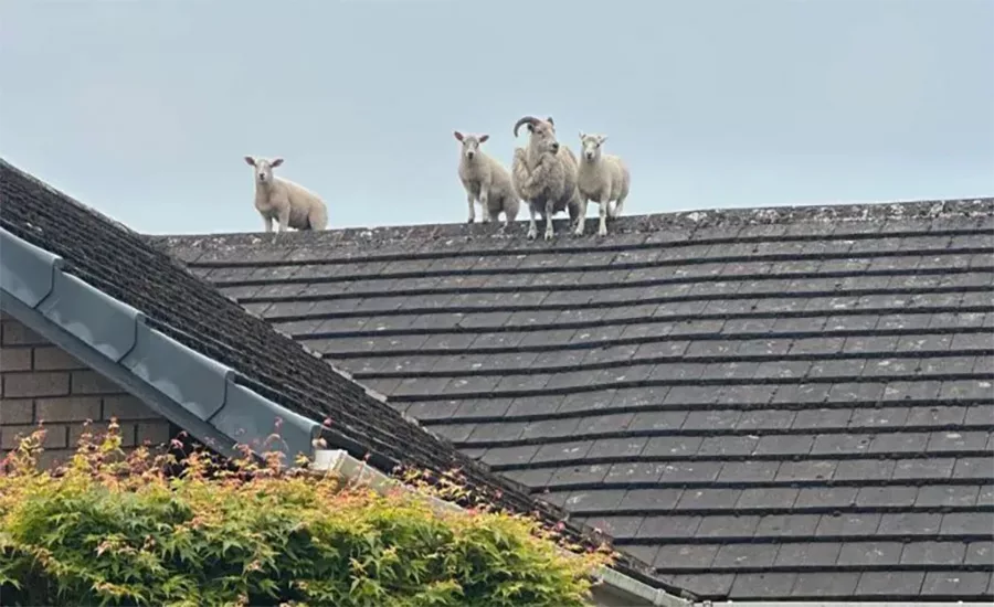 A firefighter in Penrith, England, assists in the rescue of a sheep and three lambs found stranded on a rooftop. Again.
