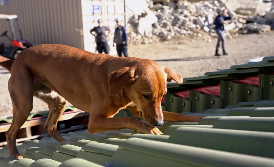 A dog training on a roof