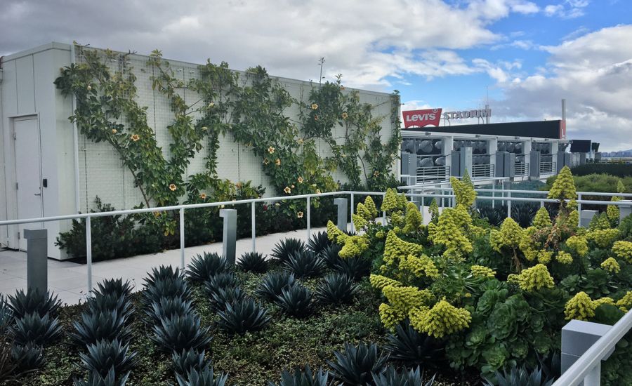 Levis Stadium green roof