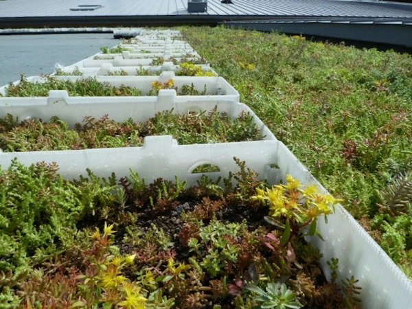 Green roof with rows of modular white trays containing sedum and other plants, some flowering yellow.
