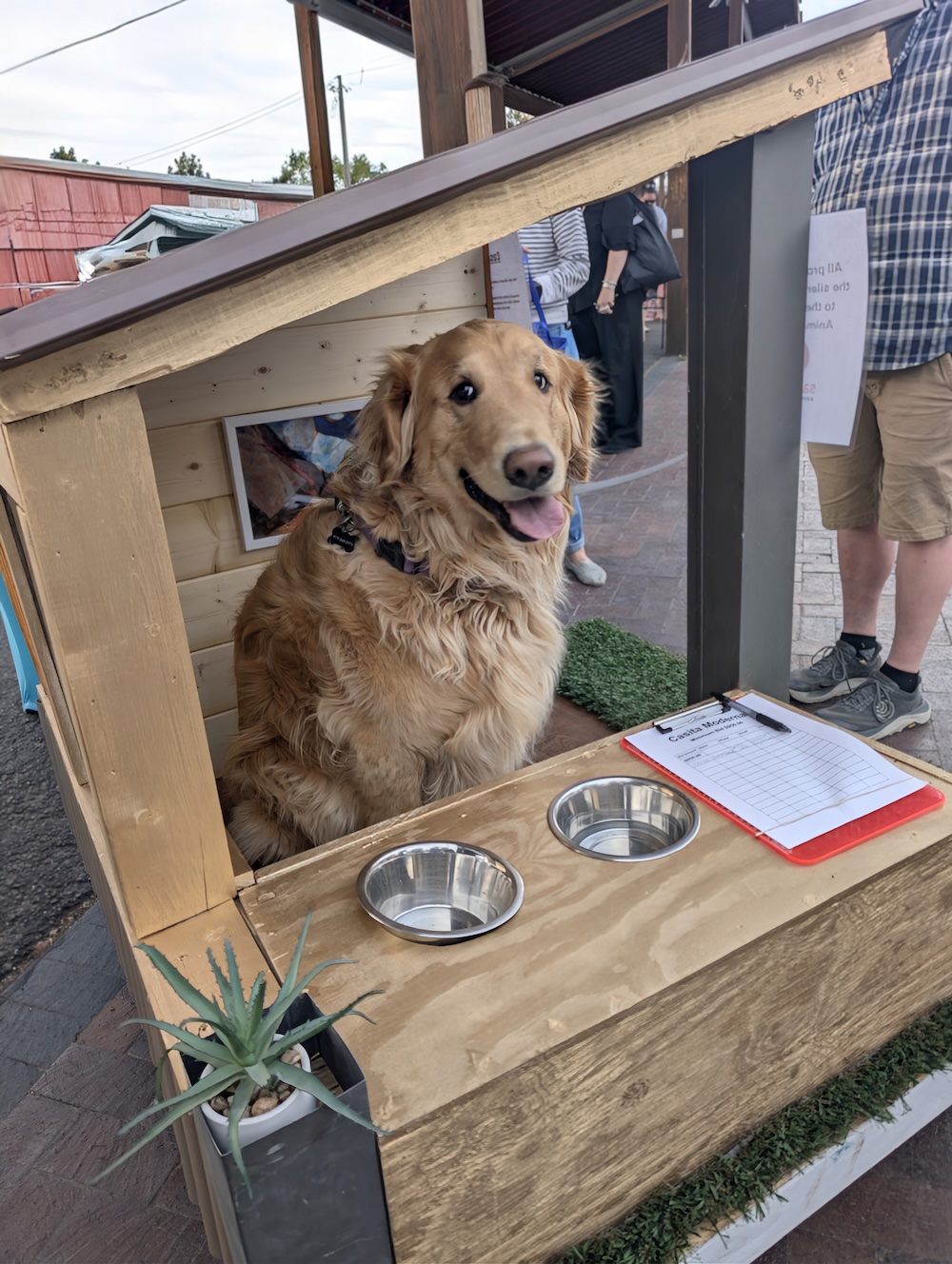 Jasper the dog