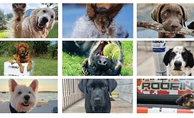 dogs featured in calendar