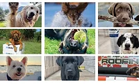 Tri-Built dogs.jpg dogs featured in calendar