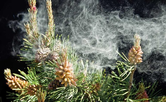 can pine pollen harm my patio umbrella The Danger of Pine Pollen on Metal Roofs | 2019-05-06