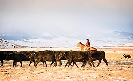 growth and contractor profits