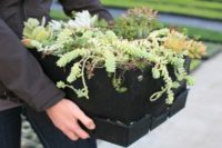 Module Option for Green Roof Systems