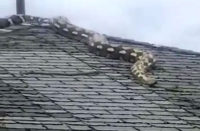 Snake on Roof - Detroit