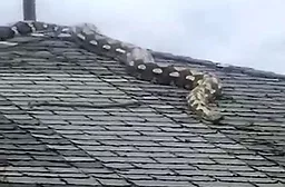 Snake on Roof - Detroit