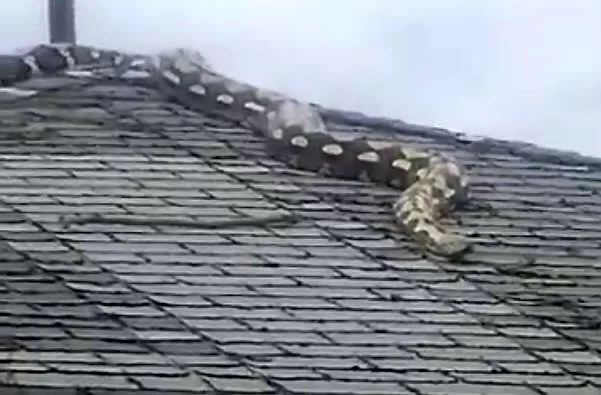 Snake on Roof - Detroit