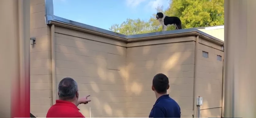 dog-on-roof-texas-roofing