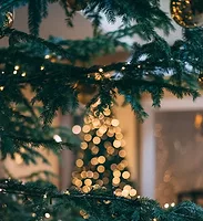 christmas-tree-outdoors