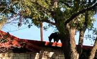 Black bear on roof-Texas
