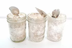 Mycocycle_processed asphalt