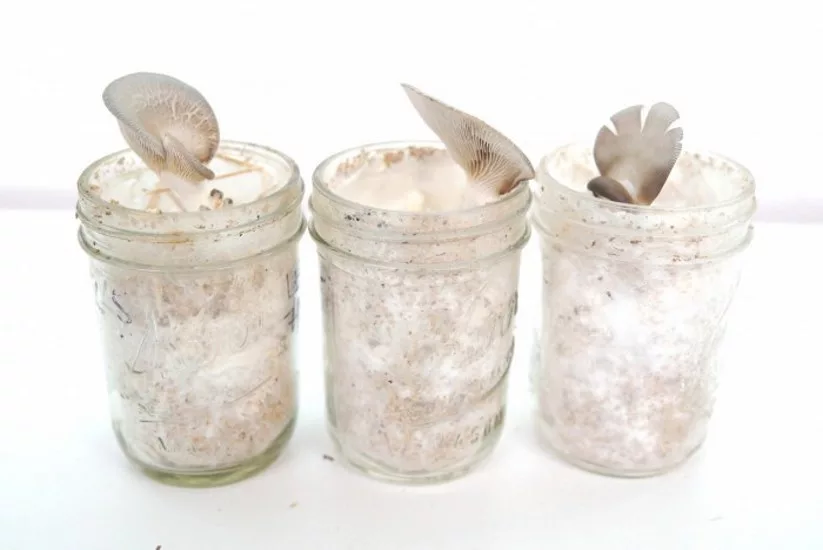 Mycocycle_processed asphalt