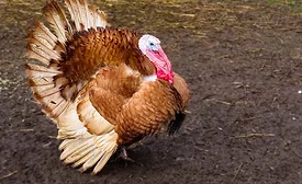 wildlife-turkey.jpg